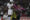 Michael Estrada (i), de LDU, remata frente a Jesús Camargo, portero de Táchira, en un partido de la Copa Libertadores entre LDU Quito y Táchira en Quito (Ecuador). EFE/ José Jácome