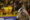 El entrenador de Barcelona, Segundo Castillo, dirige durante un partido de la fase de grupos de la Copa Libertadores. EFE/ Jonathan Miranda