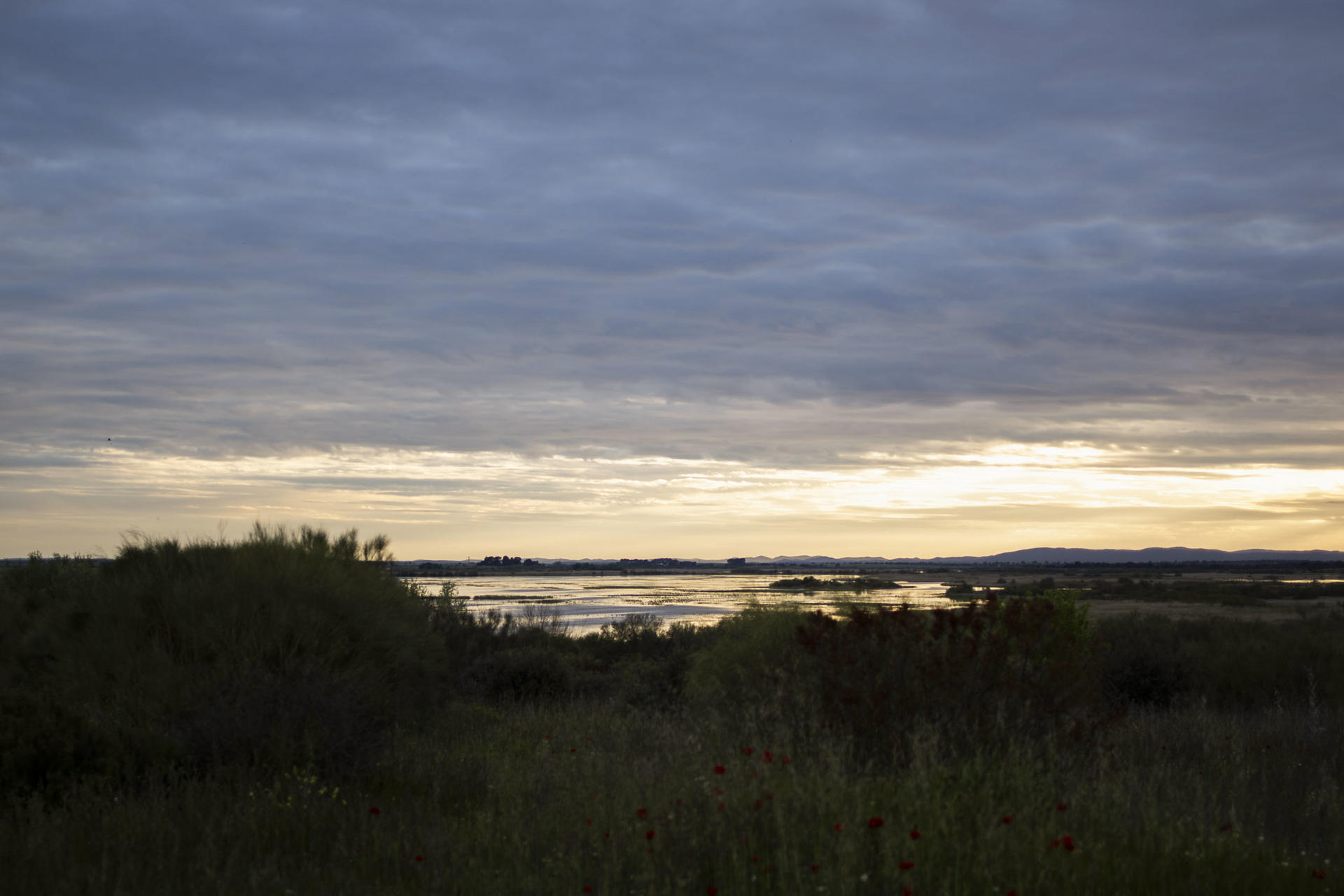 Vista de una zona del parque nacional de las Tablas de Daimiel, en la provincia de Ciudad Real, este lunes. EFE/Jesús Monroy