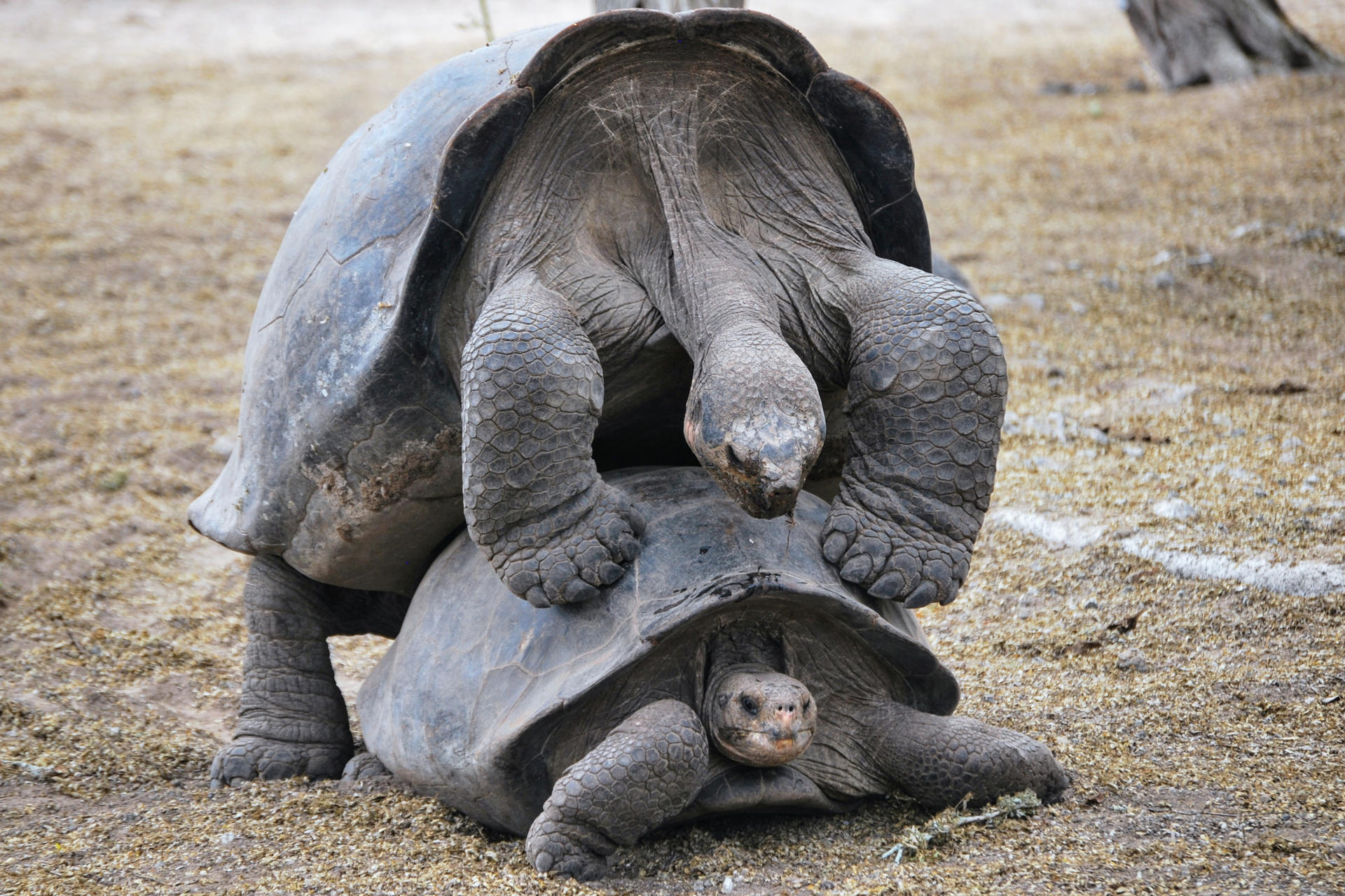 Fotografía de 17 de diciembre de 2024 que muestra un apareamiento de tortugas en el Centro de Crianza de Tortugas Gigantes Arnaldo Tupiza Chamaidan, en la isla de Isabela, la más grande del archipiélago ecuatoriano de las Islas Galápagos (Ecuador). EFE/ Fernando Gimeno