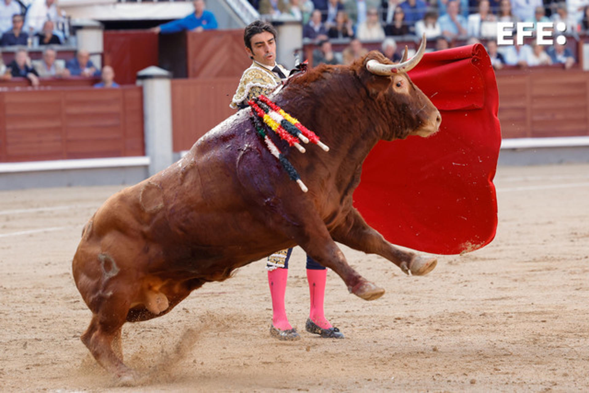 El diestro Miguel Ángel Perera lidia un toro durante la corrida de la Feria de San Isidro celebrada este jueves, en la plaza de toros de Las Ventas, en Madrid. EFE/Zipi