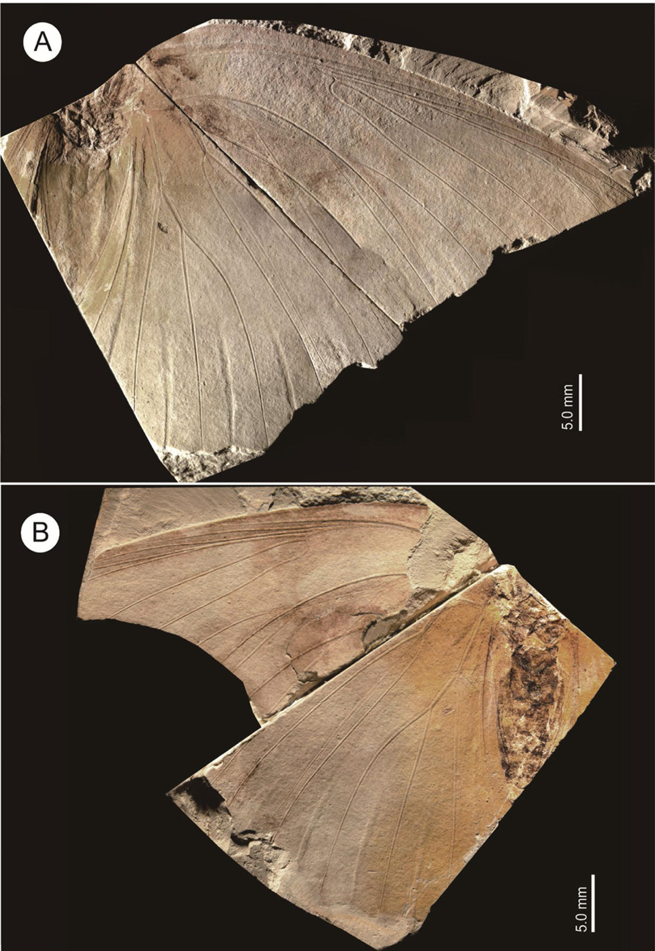 Investigadores japoneses han descubierto una nueva especie de mariposa a partir del estudio del fósil más grande del mundo de este insecto, que se encontró hace 37 años en la prefectura de Hyogo, al oeste de Japón, y se conserva en un museo local de la región. EFE/Paleontological Research / SOLO USO EDITORIAL/SOLO DISPONIBLE PARA ILUSTRAR LA NOTICIA QUE ACOMPAÑA (CRÉDITO OBLIGATORIO)