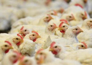 Fotografía de archivo de varios pollos en una granja. EFE/Erik S. Lesser