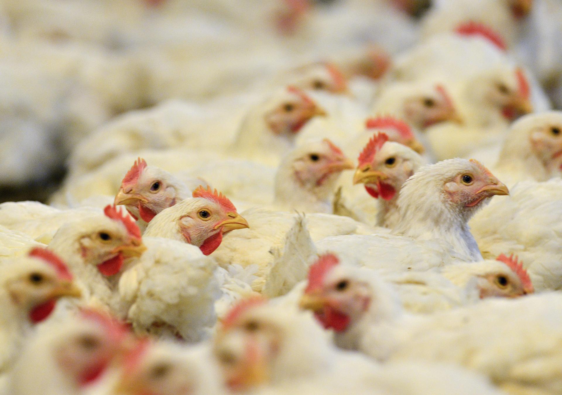 Fotografía de archivo de varios pollos en una granja. EFE/Erik S. Lesser