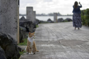 Fotografía de archivo que muestra un gato en la muralla de un barrio colonial del Viejo San Juan, en Puerto Rico. EFE/Thais Llorca