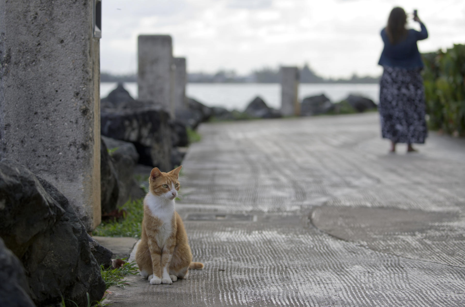 Fotografía de archivo que muestra un gato en la muralla de un barrio colonial del Viejo San Juan, en Puerto Rico. EFE/Thais Llorca