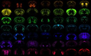 Diferentes poblaciones de células en el cerebro del ratón, cada una de ellas dirigida con gran especificidad por una de las nuevas herramientas genéticas. EFE/Crédito: Imagen cedida por el Instituto Allen