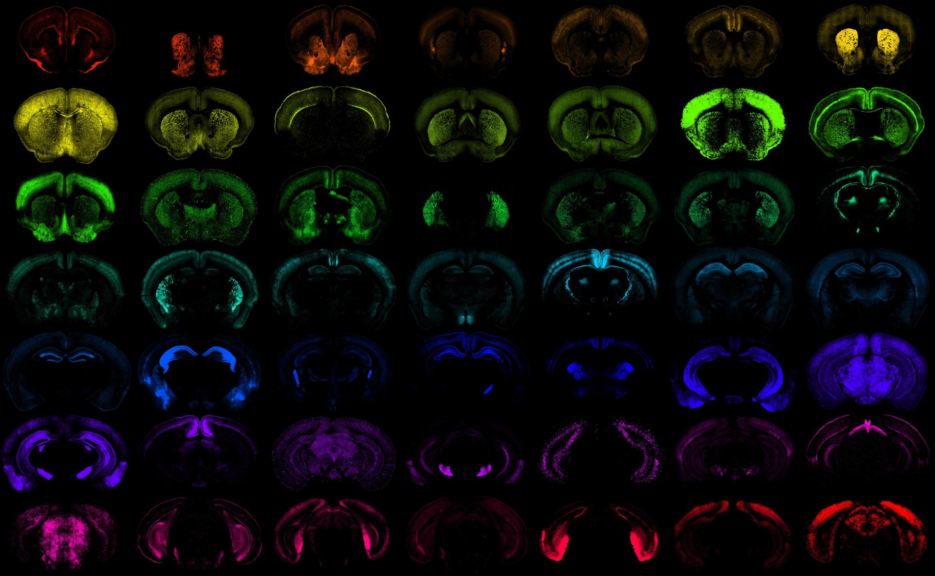 Diferentes poblaciones de células en el cerebro del ratón, cada una de ellas dirigida con gran especificidad por una de las nuevas herramientas genéticas. EFE/Crédito: Imagen cedida por el Instituto Allen