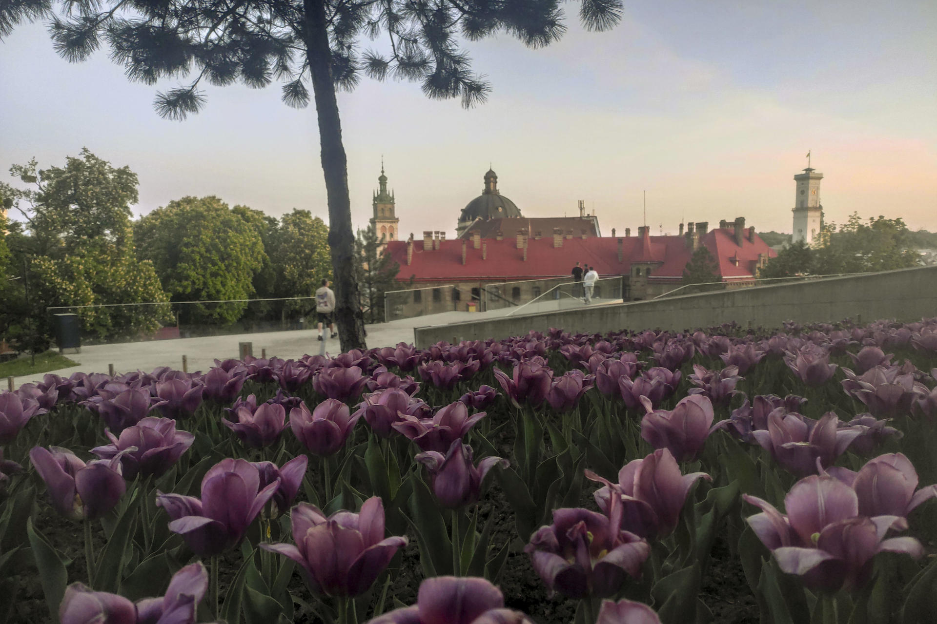 En medio de los incesantes ataques rusos y las escasas perspectivas de una paz rápida, cientos de miles de tulipanes, cerezos, castaños, lilas y otras plantas en flor ofrecen un respiro psicológico vital a los ucranianos agotados por más de tres años de guerra. En Leópolis, ciudad del oeste de Ucrania situada a mil kilómetros de la línea del frente, la presencia de la guerra sigue siendo palpable. Sin embargo, sus calles y parques, flanqueados por vibrantes callejones de flores y árboles, ofrecen una vía de escape momentánea a los residentes que luchan contra el dolor y la incertidumbre. EFE/ Rotyslav Averchuk