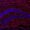Imagen con microscopía de células microgliales (parte del sistema inmune del cerebro, en rojo) del hipocampo de los ratones tratados con s-KL. El tratamiento aumentó el número de estas células, mejorando su actividad fagocítica, que habitualmente se ve deteriorada durante el envejecimiento cerebral.  EFE/Crédito:UAB
