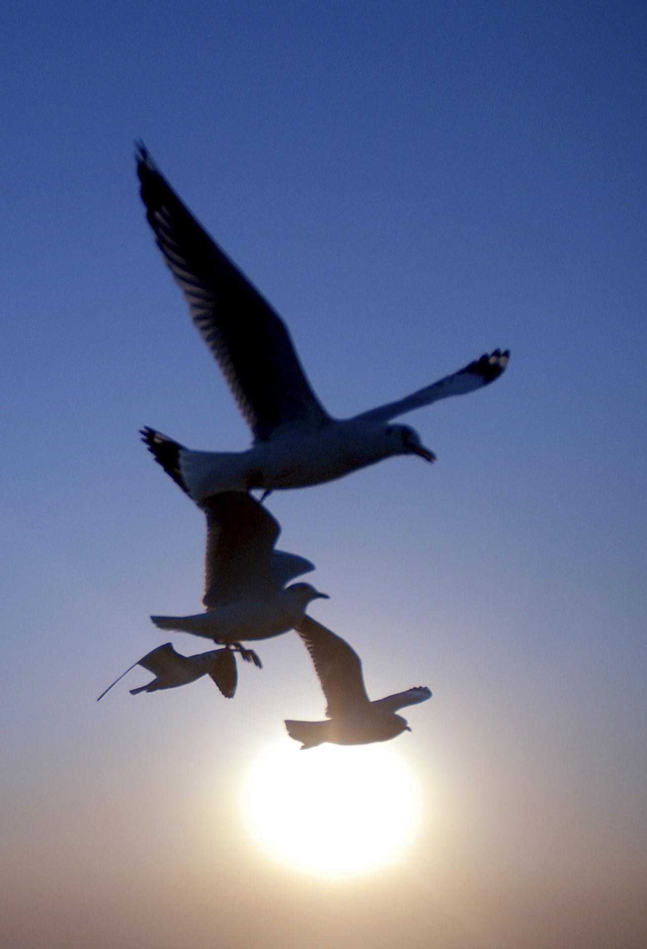 Imagen de archivo de la silueta de unas gaviotas volando en Bombay, la India. EFE/DIVYAKANT SOLANKI