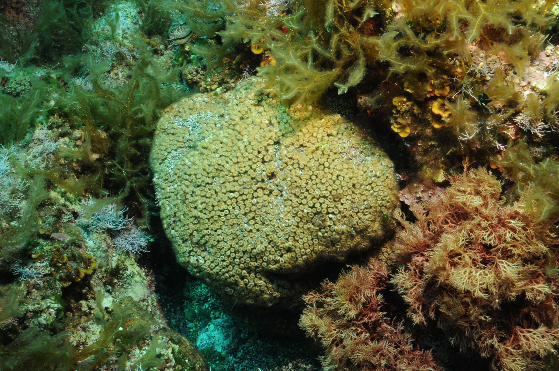 Más de 6.000 partículas de plástico por cada kilo de sedimento: los fondos marinos de las Islas Columbretes, un espacio marino protegido a 60 kilómetros de las costas de Castellón, han evidenciado el alcance de la contaminación por microplásticos en los ecosistemas de coral mediterráneos. Un estudio recogido en la revista 'Marine Pollution Bulletin', con la participación de investigadores del Instituto de Acuicultura Torre de la Sal (IATS-CSIC), documenta por primera vez el impacto de la contaminación por microplásticos y micropartículas de caucho sobre las poblaciones de coral 'Cladocora caespitosa', una especie en peligro, endémica del Mediterráneo. EFE/Instituto de Acuicultura Torre de la Sal (IATS-CSIC)/ Diego Kersting // SOLO USO EDITORIAL/SOLO DISPONIBLE PARA ILUSTRAR LA NOTICIA QUE ACOMPAÑA (CRÉDITO OBLIGATORIO)