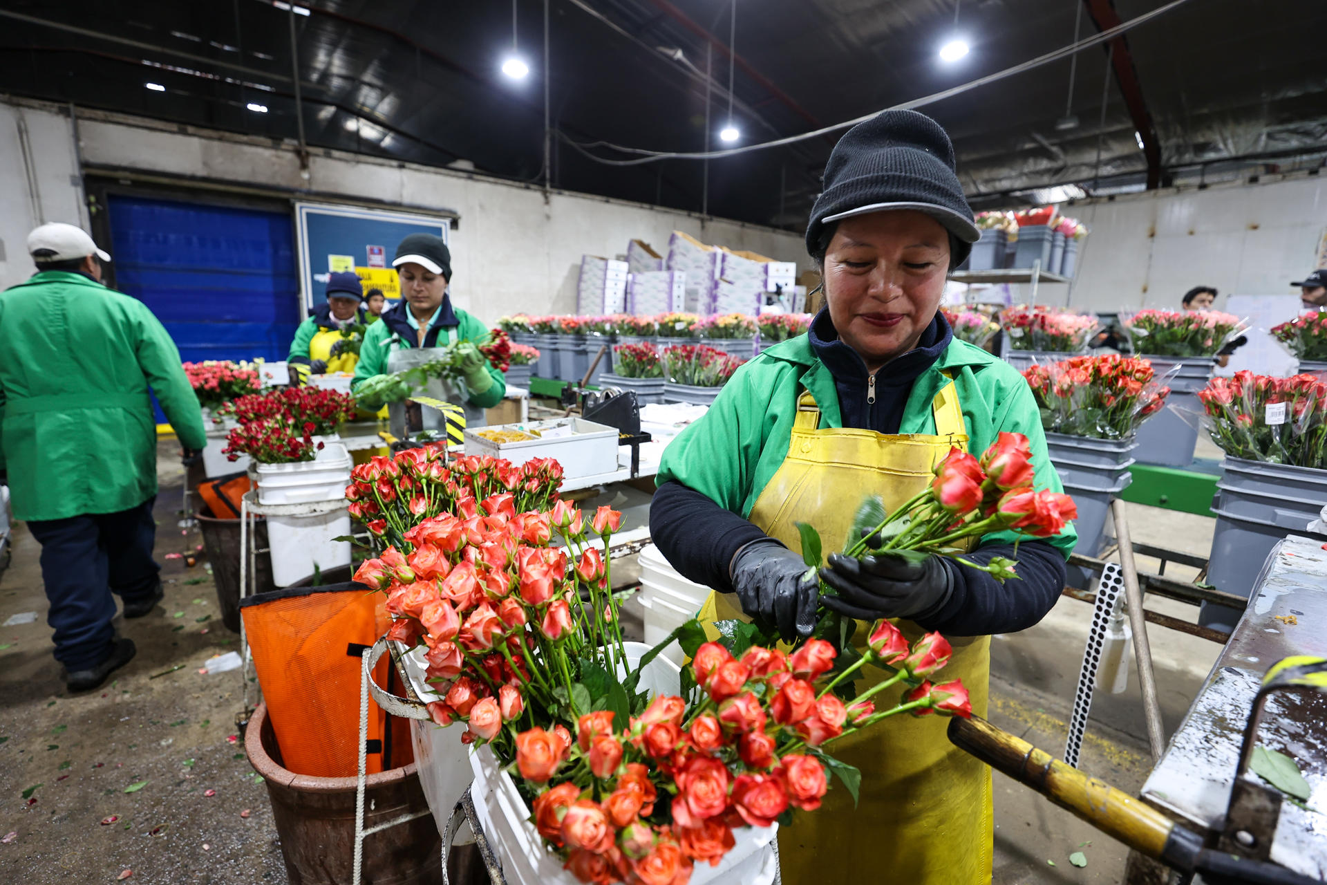Personas trabajan seleccionando flores en el cultivo Esmeralda Farms, el 29 de abril de 2025 en el sector del Quinche (Ecuador). EFE/José Jácome
