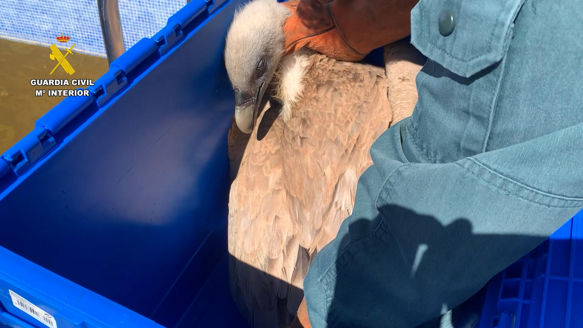 Un buitre leonado adulto (Gyps Fulvus) que había quedado atrapado en el interior de una piscina prácticamente vacía en una zona rural de Ibi (Alicante) y que presentaba signos de debilidad y desorientación ha sido rescatado por el Servicio de Protección de la Naturaleza (Seprona) de la Guardia Civil. La intervención, de la que han informado este miércoles fuentes del instituto armado en un comunicado, se llevó a cabo el pasado 22 de abril tras el aviso del propietario de la finca, cuyo hijo fue el primero en localizar al animal posado sobre un juguete en el fondo de la piscina, que acumulaba unos cinco centímetros de agua.-EFE/Guardia Civil***SOLO USO EDITORIAL/SOLO DISPONIBLE PARA ILUSTRAR LA NOTICIA QUE ACOMPAÑA (CRÉDITO OBLIGATORIO)***