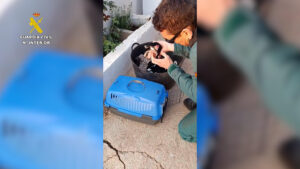 La Guardia Civil investiga a un vecino de Tortosa (Tarragona) por un presunto delito de maltrato animal tras encontrar en un terreno de su propiedad a tres cachorros de perro de la raza bodeguero con la cola mutilada por razones estéticas. EFE/GUARDIA CIVIL/SOLO USO EDITORIAL/SOLO DISPONIBLE PARA ILUSTRAR LA NOTICIA QUE ACOMPAÑA (CRÉDITO OBLIGATORIO)