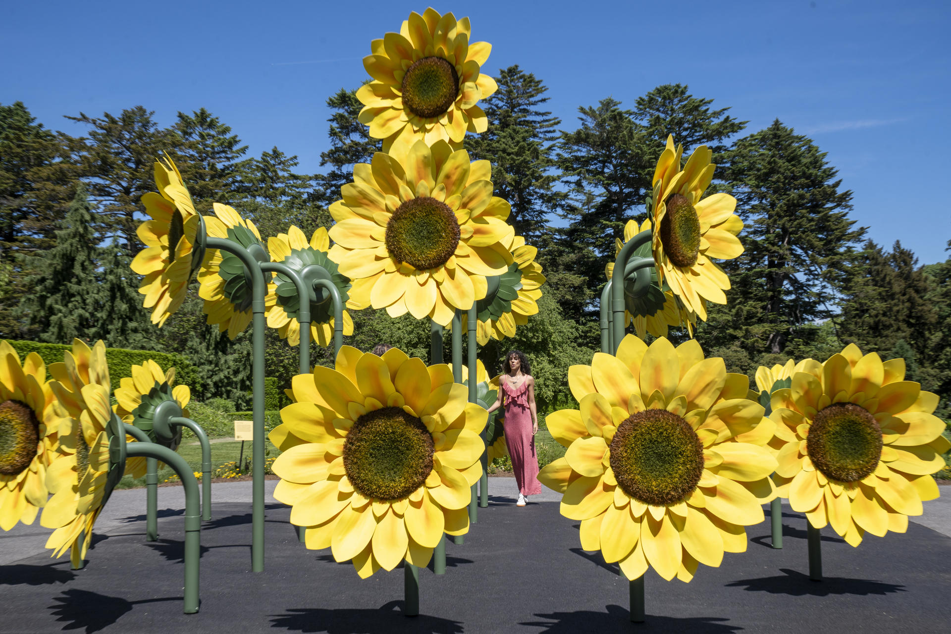 Fotografía de girasoles en la exposición Van Gogh's Flowers este 20 de mayo de 2025, en el Jardín Botánico de Nueva York (Estados Unidos). EFE/ Angel Colmenares