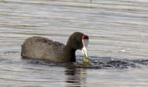 Imagen de archivo de la focha moruna (fulica cristata), una de las aves más amenazadas de la península. EFE/Beldad