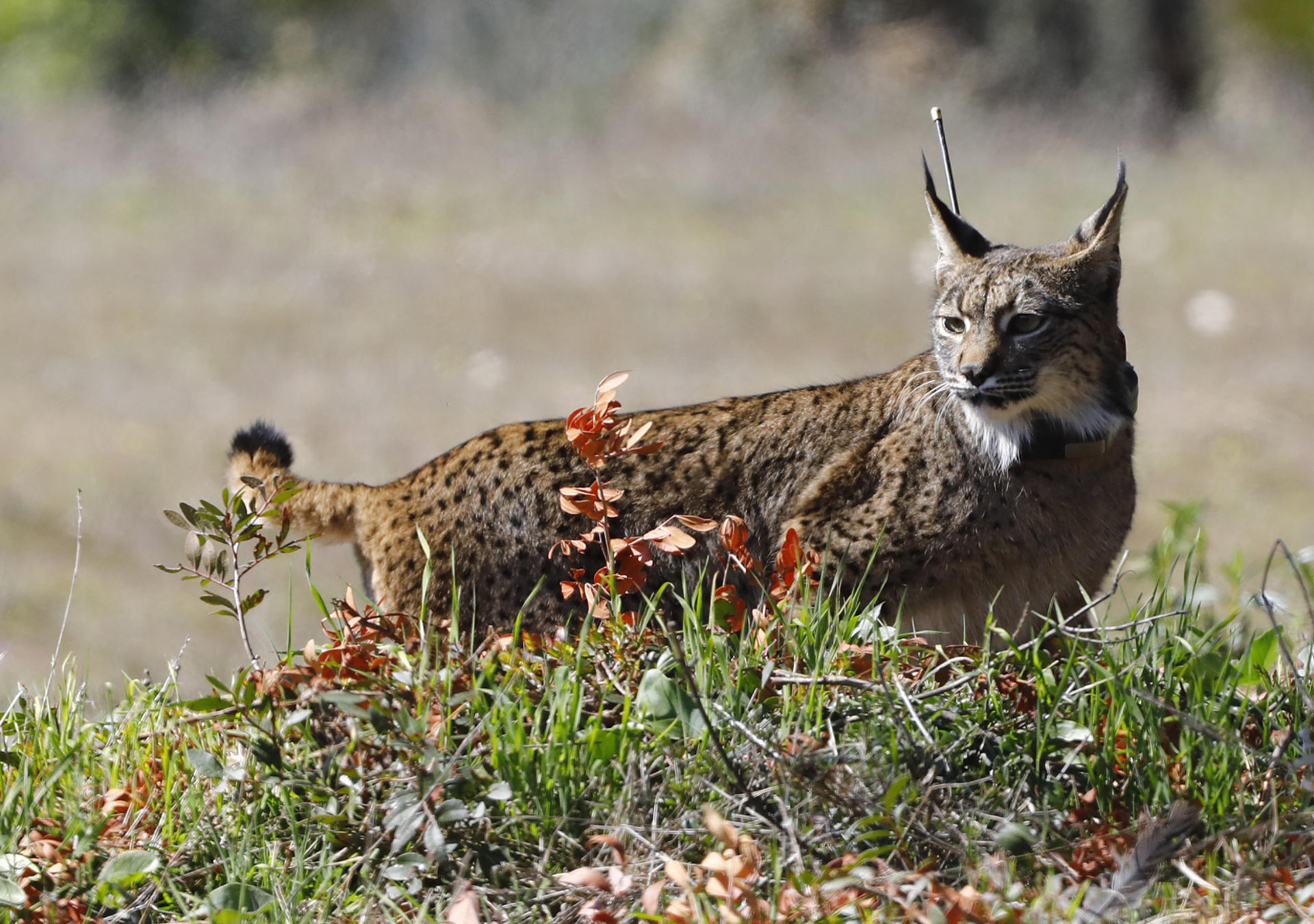 Fotografía de archivo de un lince ibérico. EFE/Salas