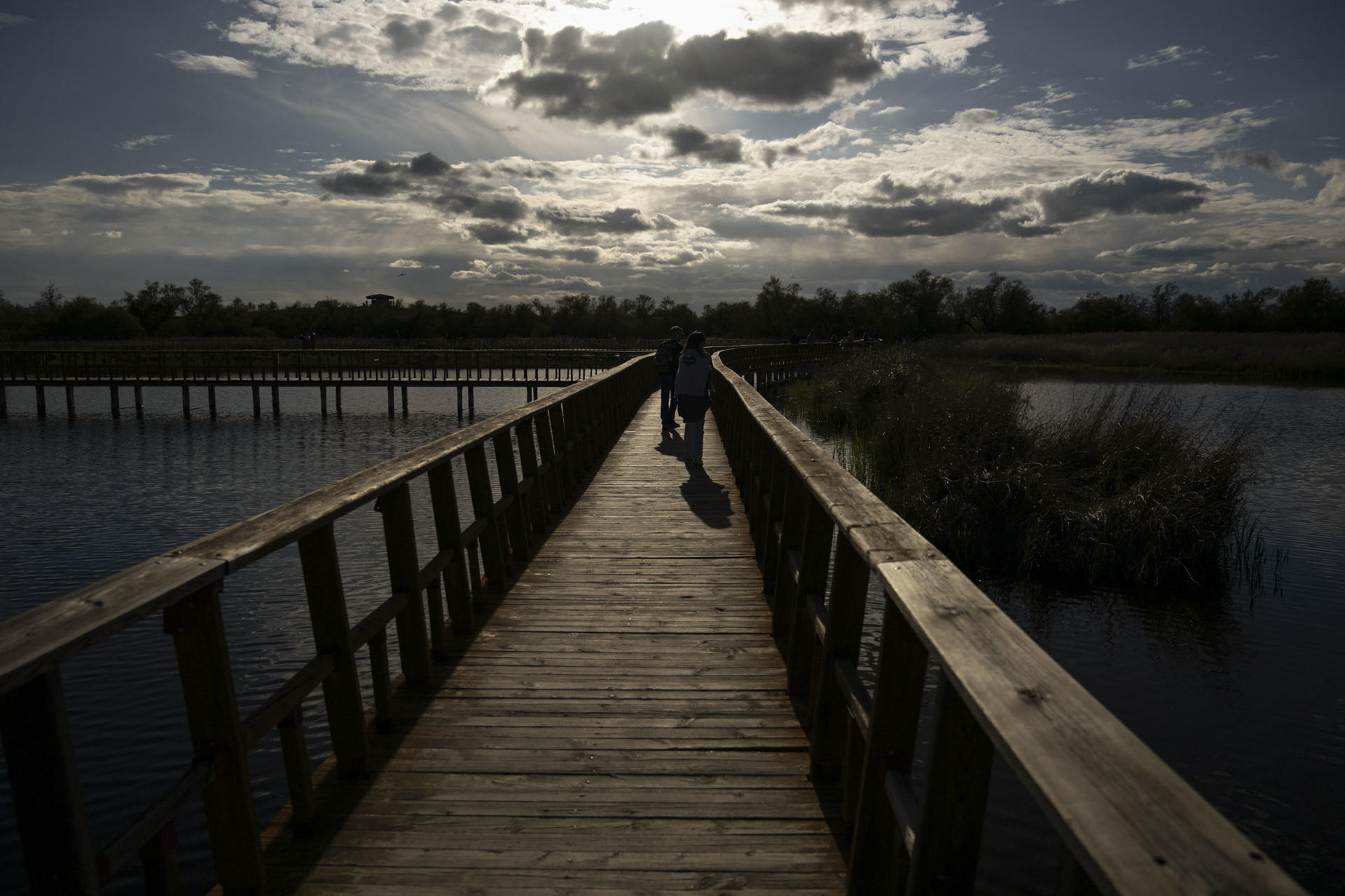 Vista de una zona del parque nacional de las Tablas de Daimiel, en la provincia de Ciudad Real, este lunes. EFE/Jesús Monroy