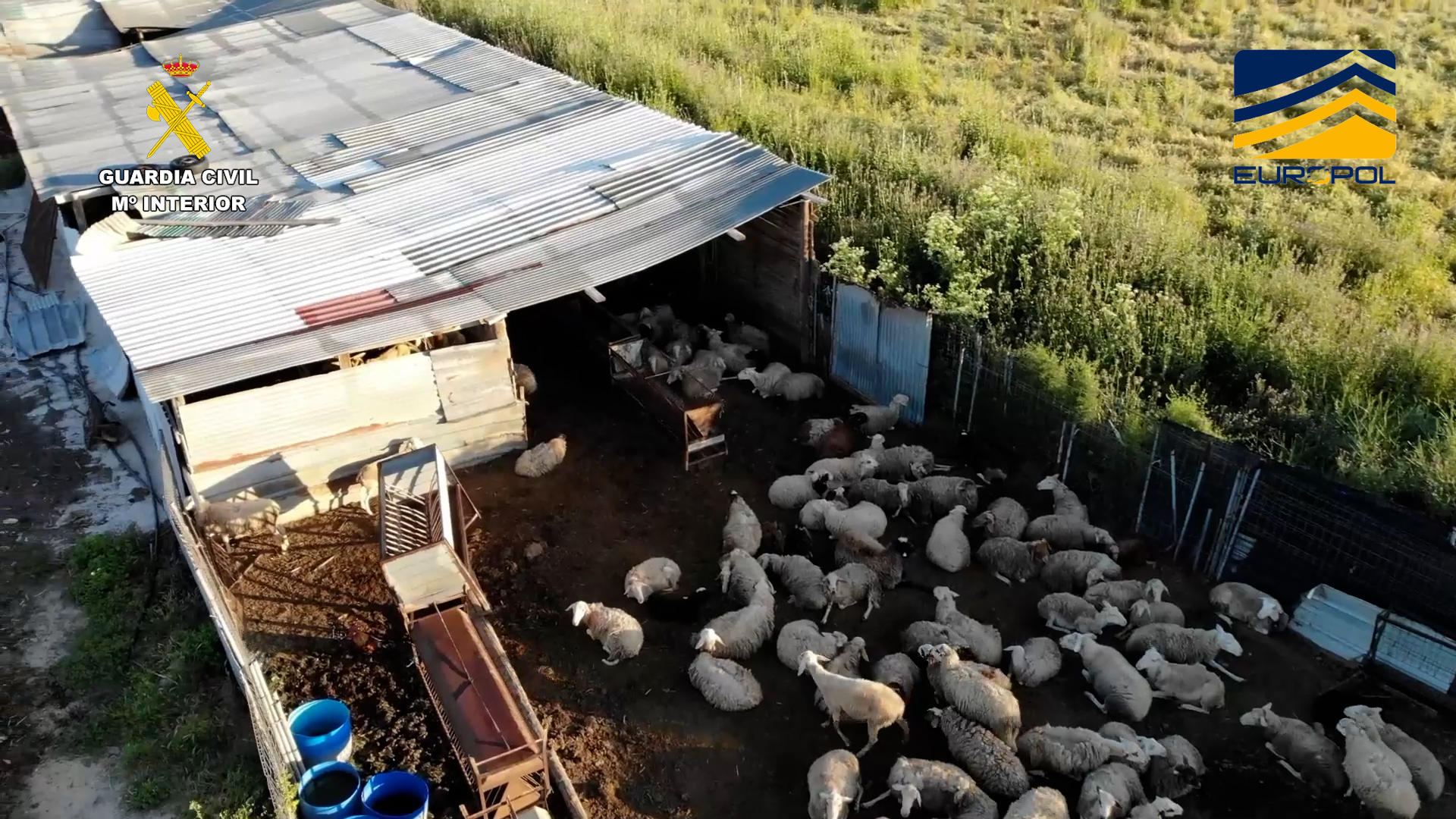 El Seprona de la Guardia Civil ha desmantelado una red dedicada a la comercialización de carne procedente de ganado ovino y caprino que sacrificaban en mataderos de forma ilegal y que distribuían en diez restaurantes de comida asiática de la Comunidad de Madrid y por venta en internet. El principal investigado gestionaba una explotación ganadera ilegal en la localidad toledana de Navahermosa (en la imagen).EFE/ Guardia Civil ***SOLO USO EDITORIAL/SOLO DISPONIBLE PARA ILUSTRAR LA NOTICIA QUE ACOMPAÑA (CRÉDITO OBLIGATORIO)***