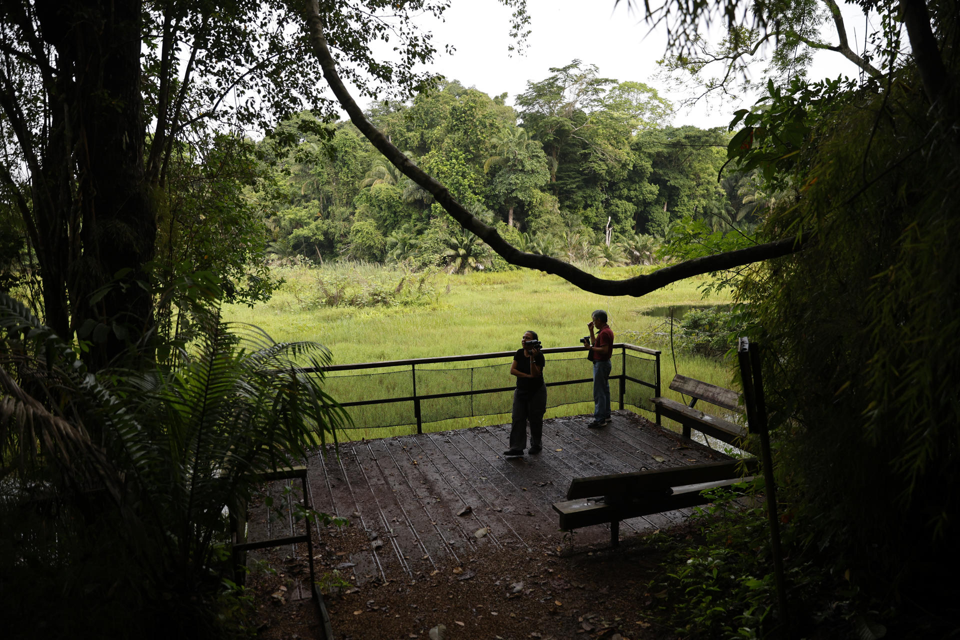Personas observan aves desde el Panama Rainforest Discovery Center este sábado, durante el Global Big Day (GBD), en la población de Gamboa cerca a la Ciudad de Panamá (Panamá). EFE/ Bienvenido Velasco