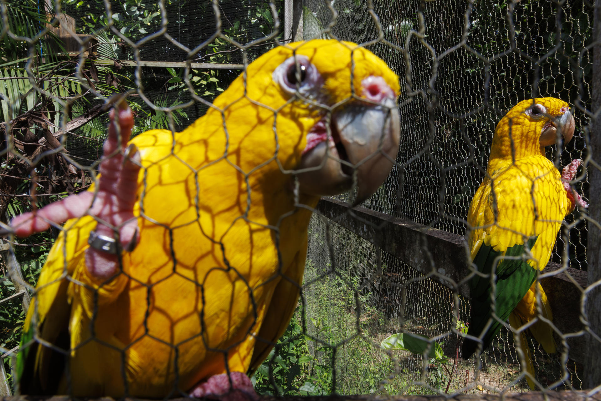 Fotografía del 25 de abril de 2025 de dos ararajubas en el Parque Estatal de Utingá (Brasil). EFE/ Isaac Fontana