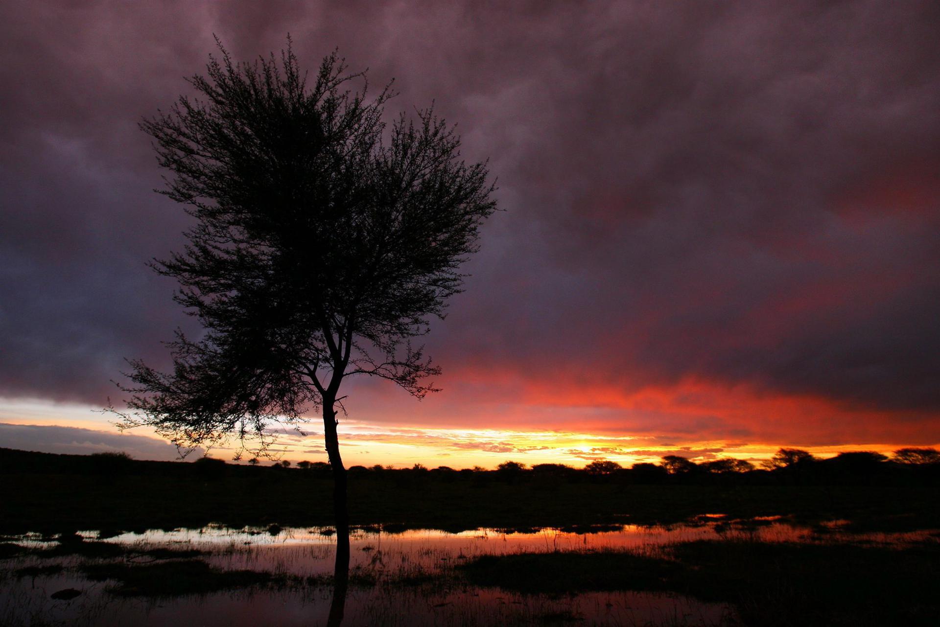 Un árbol sobre un campo de maíz inundado cerca del pueblo de Ramotswa al suroeste de Botswana, en una fotografía de archivo. EFE/Jon Hrusa