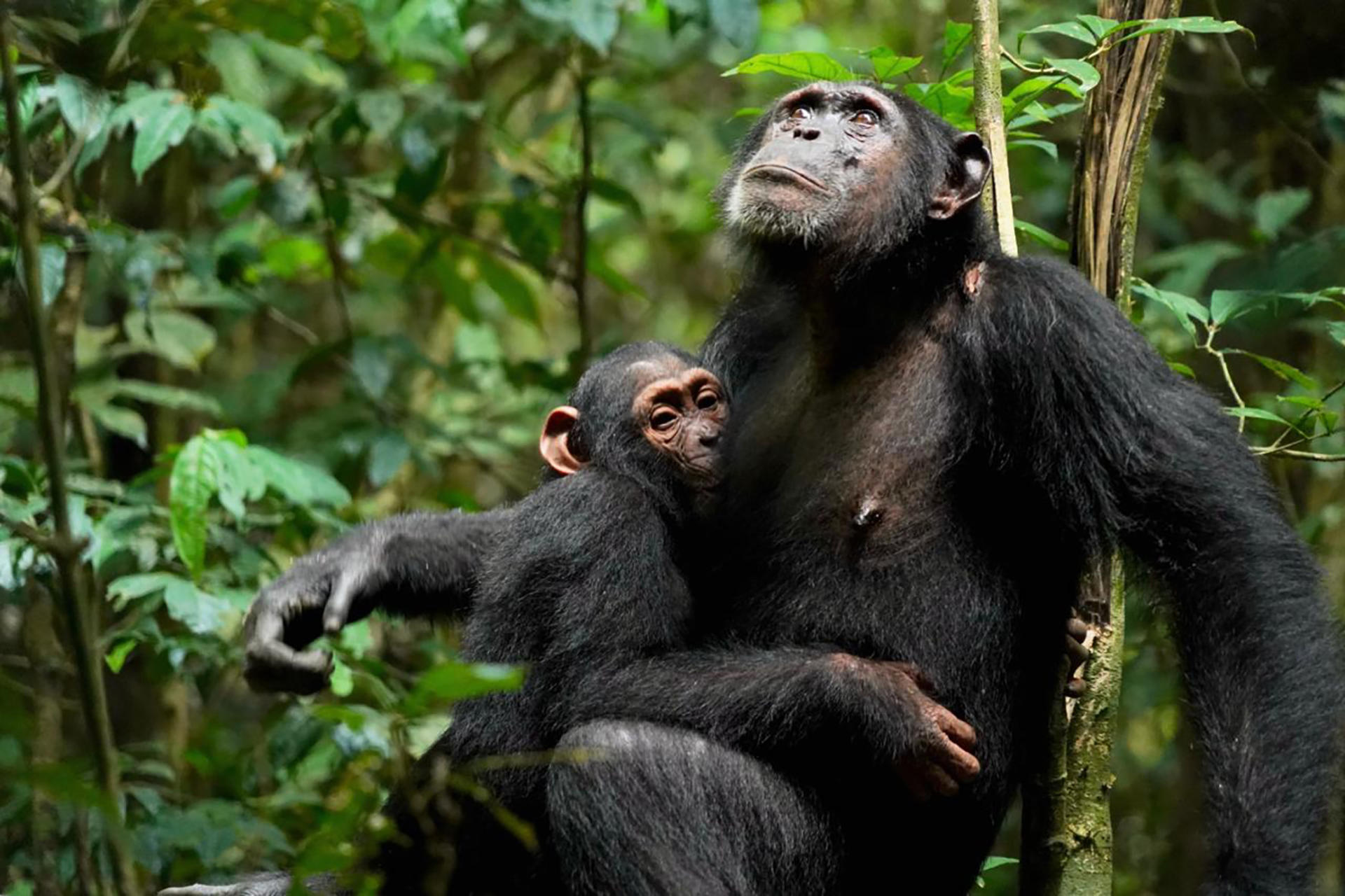 Una madre chimpancé (Xela) amamanta a su cría (Xort). Los investigadores han identificado por primera vez distintos tipos de apego entre madre e hijo en chimpancés salvajes. Crédito: © Liran Samuni, Proyecto Chimpancé Taï