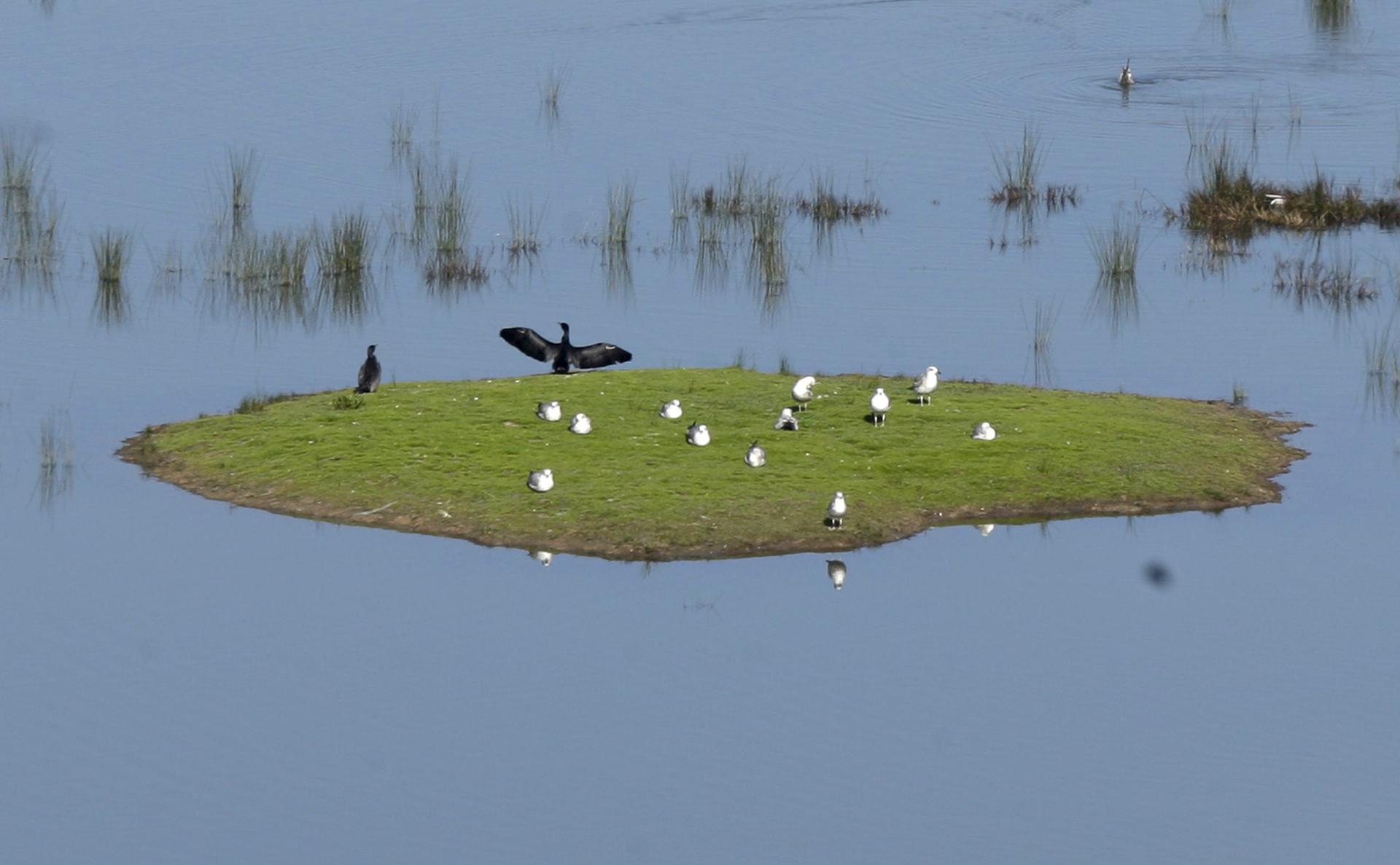 En la imagen de archivo, un cormorán y varias gaviotas en la marismas de la Reserva de la Biosfera de Urdaibai. EFE/Alfredo Aldai