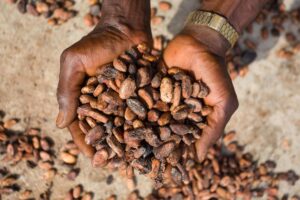 Imagen de archivo de granos de cacao para su secado en una granja de la comunidad de Wao-Wao, en el estado de Ondo, en el suroeste de Nigeria. EFE/EPA/EMMANUEL ADEGBOYE