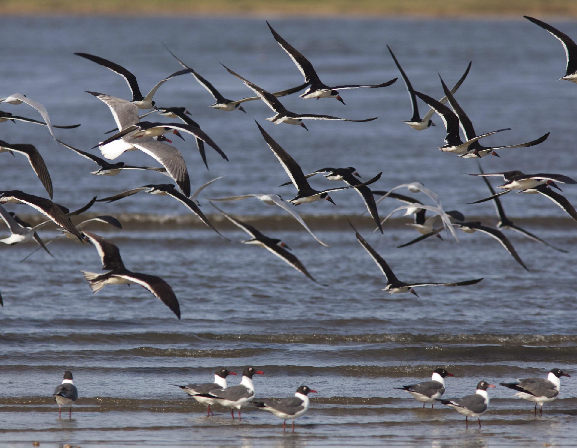 En la imagen de archivo, varias aves vuelan en la orilla de Grand Isle, en el estado de Luisiana (EE.UU.)EFE/BEVIL KNAPP/Archivo