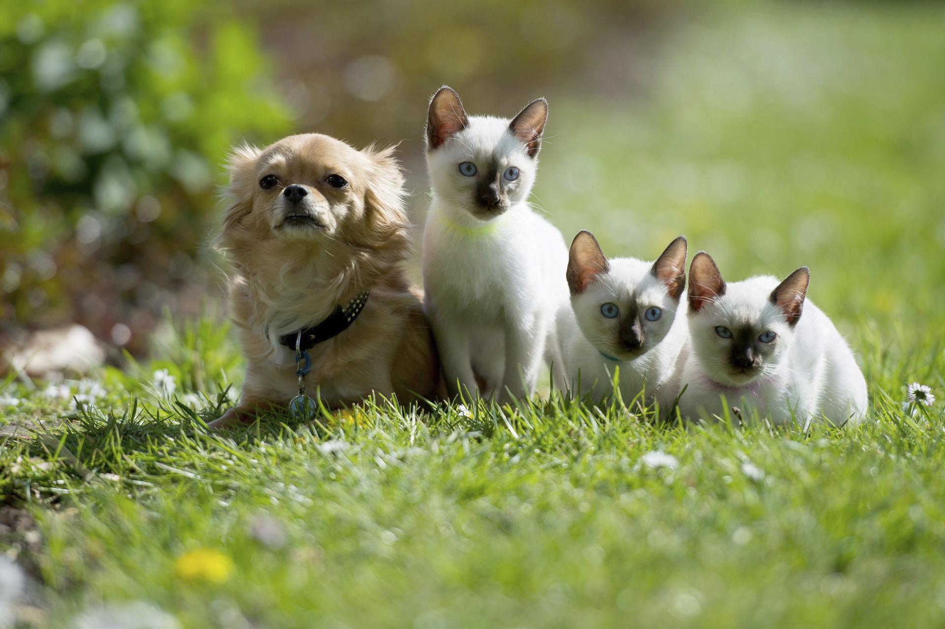 Un chihuahua (izq) y tres gatos siameses, en una fotografía de archivo. EFE/Maja Hitij