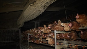 Una investigación impulsada por las organizaciones ecologistas ARDE y Satya Animal ha revelado graves deficiencias higiénico-sanitarias en una granja avícola de Llucmajor, en Mallorca, que alberga 136.000 gallinas ponedoras distribuidas en siete naves. EFE/ARDE *****SOLO USO EDITORIAL/SOLO DISPONIBLE PARA ILUSTRAR LA NOTICIA QUE ACOMPAÑA (CRÉDITO OBLIGATORIO) *****