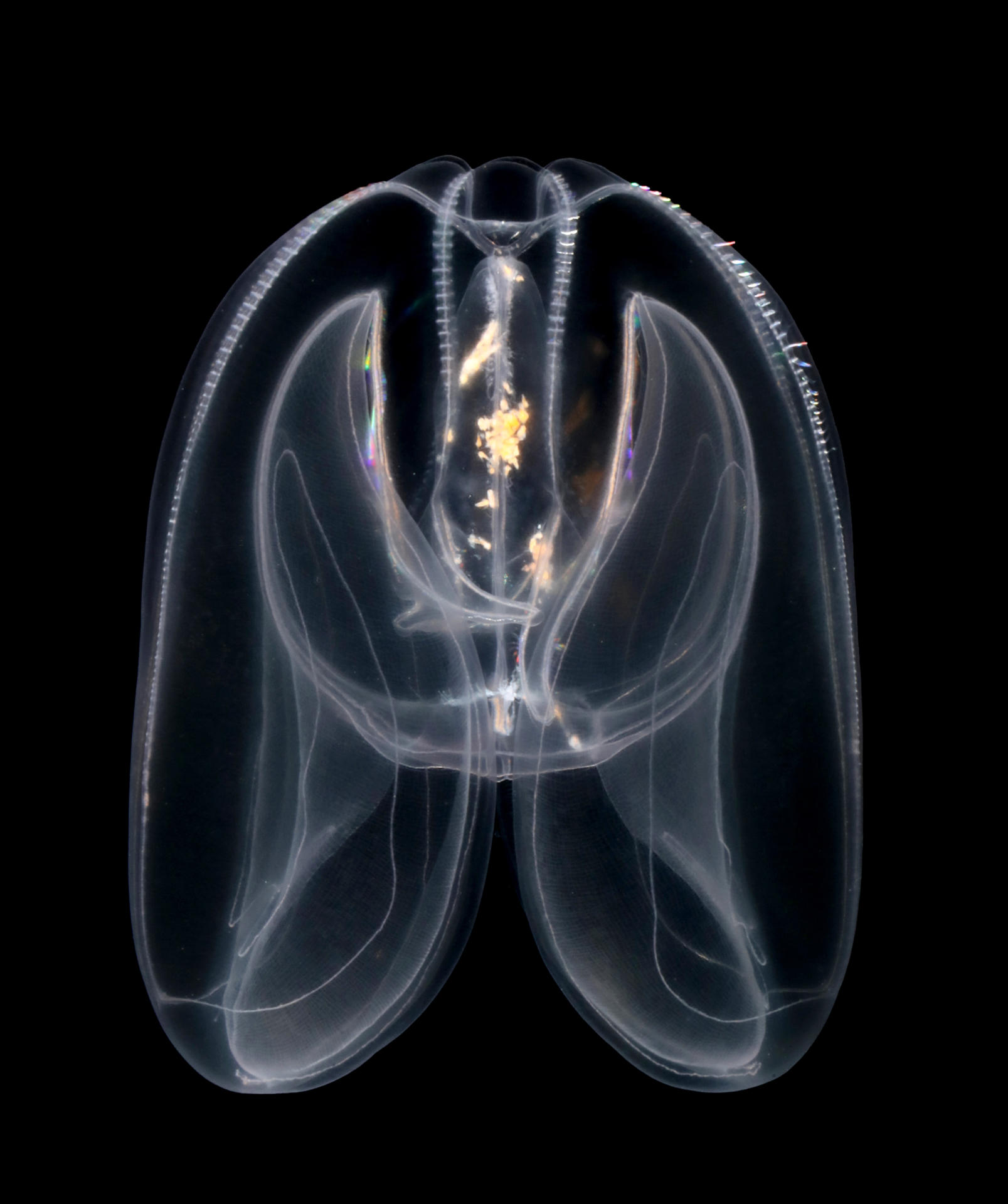 "Mnemiopsis leidyi", una de las medusas peine estudiadas que ayudó a revelar los orígenes de la regulación distal. EFE/Crédito: Joan-Josep Soto Ángel. Imagen facilitada por el CRG.