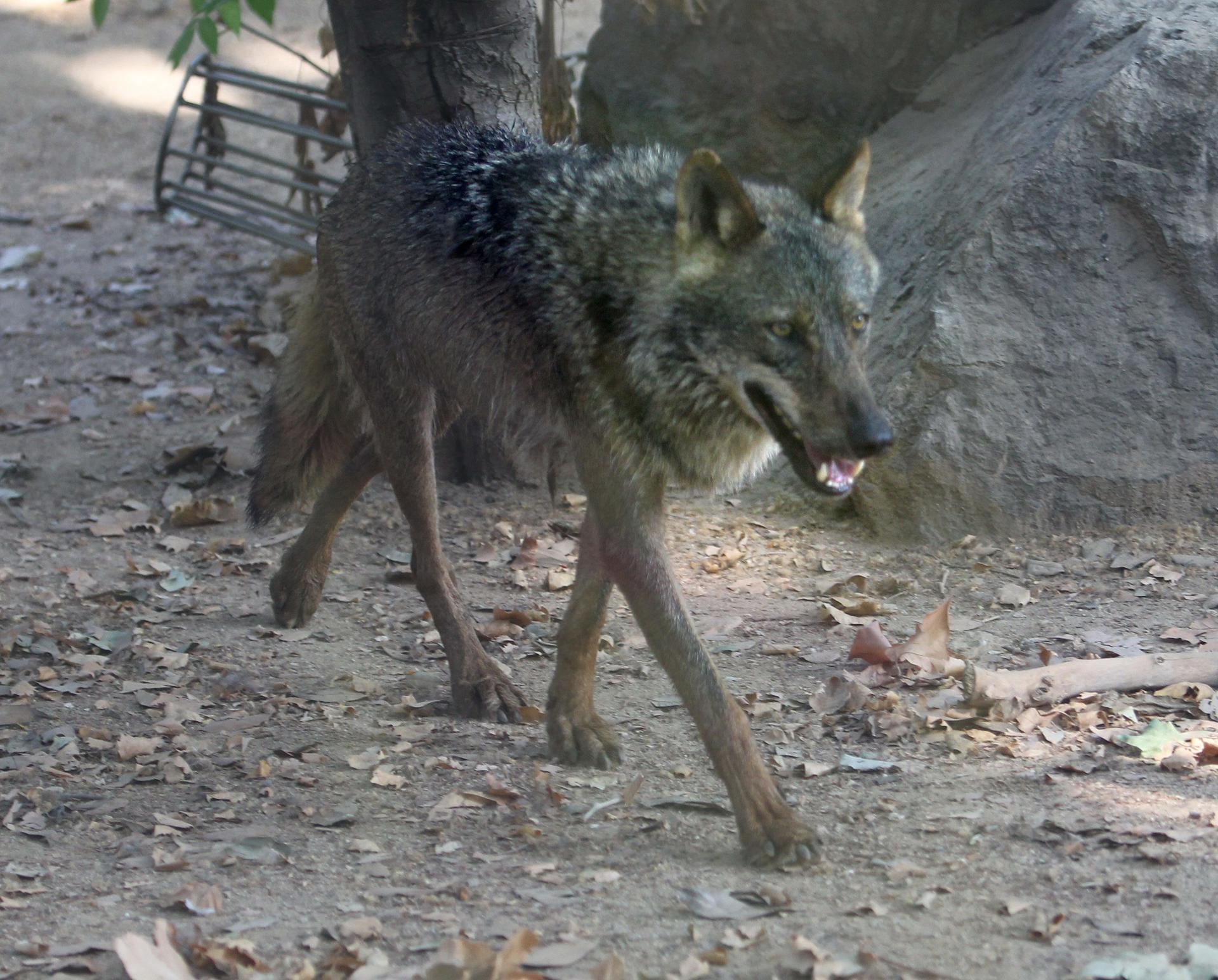 Imagen de archivo de un lobo ibérico. EFE/Toni Garriga