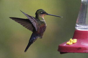 Fotografía del 17 de mayo de 2025 de un colibrí alimentándose en el sendero ecológico 'El Paramuno' en Bogotá (Colombia). EFE/ Carlos Ortega