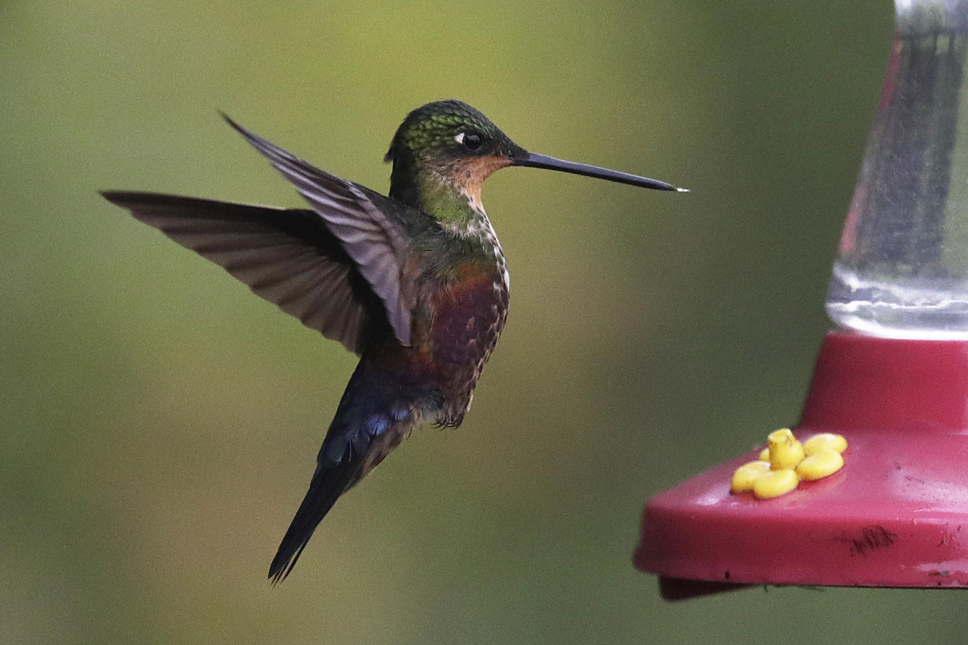Fotografía del 17 de mayo de 2025 de un colibrí alimentándose en el sendero ecológico 'El Paramuno' en Bogotá (Colombia). EFE/ Carlos Ortega