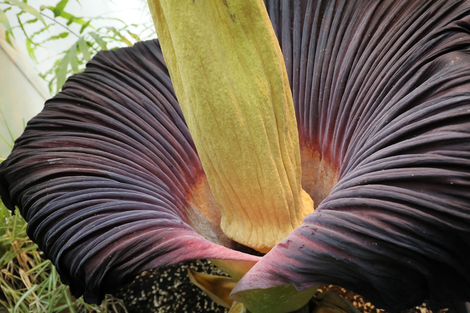 Imagen de archivo de una especie de Amorphophallus titanum de mal olor. EFE/EPA/PAWEL SUPERNAK