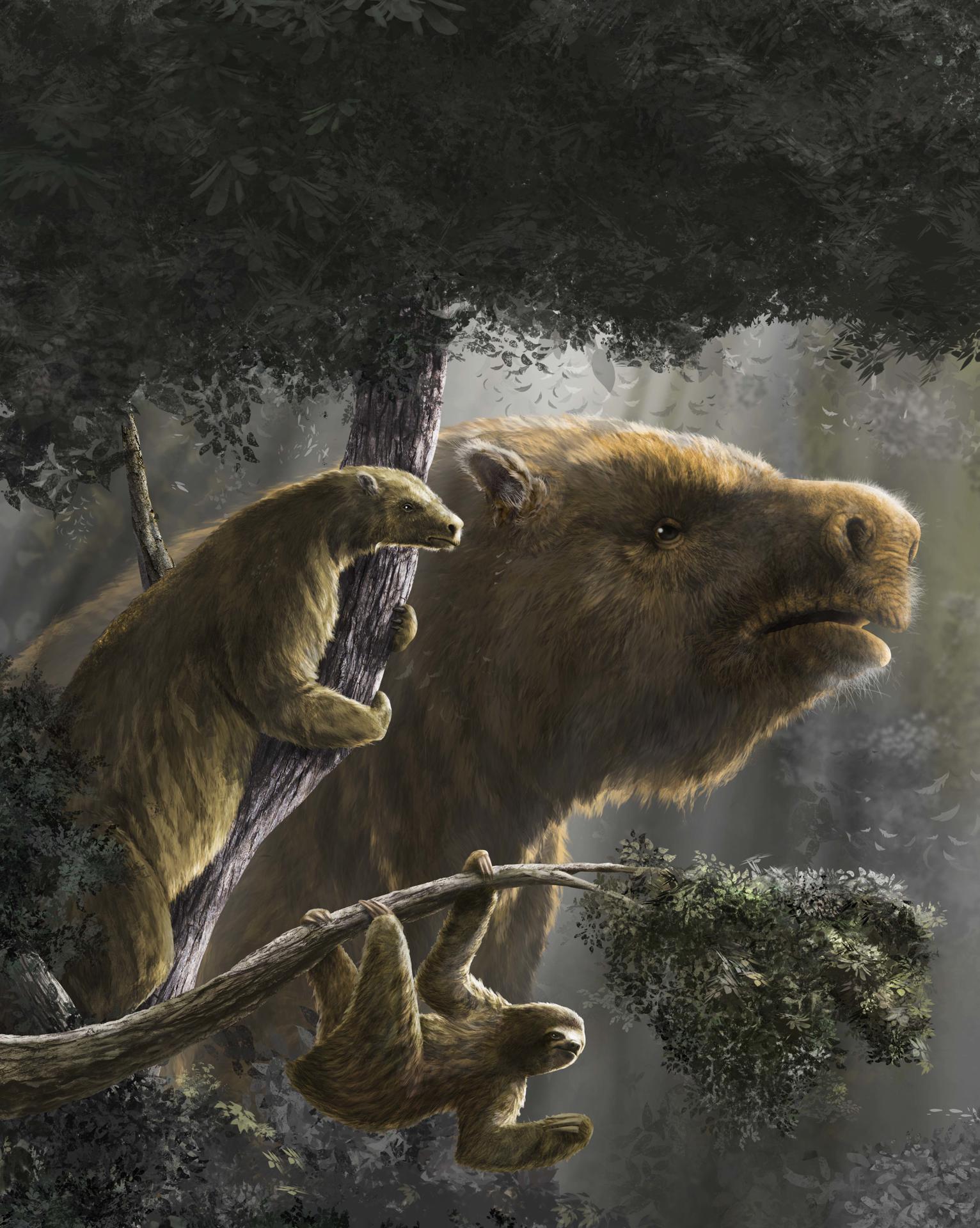 Bradypus tridactylus; a la izquierda, Hapalops elongatus; al fondo, Megatherium americanum. Crédito: Ilustración de Diego Barletta