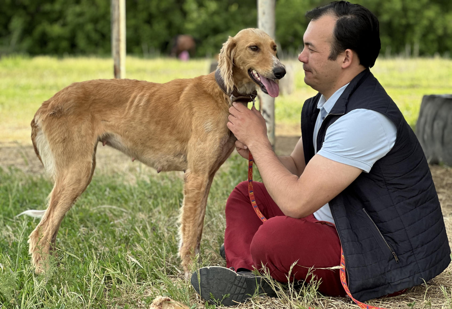 Kazajistán está tratando de recuperar la población de la raza de perro nacional, los tazis, una especie de lebrel entrenado también para el pastoreo nómada y la caza de lobos. EFE/ Kulpash Konyrov
