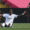 El delantero del Real Madrid Vinicius Jr reclama una falta durante el partido de la jornada 35 de LaLiga EA Sports entre el Barcelona y el Real Madrid, este domingo en el Estadi Olímpic Lluís Companys.- EFE/Enric Fontcuberta