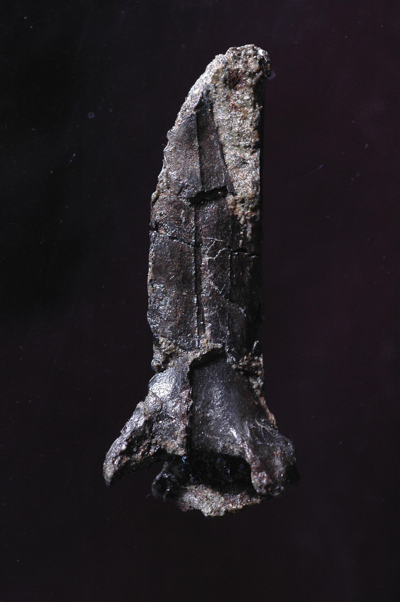 Una investigación realizada por diversas instituciones niponas identificó un fósil hallado en la prefectura de Kumamoto (suroeste de Japón) hace casi tres décadas como un género y especie de pterosaurio -réptil volador prehistórico- desconocido hasta el momento, confirmó el Museo de Dinosaurios de Mifune a EFE. Al ser el primer miembro de un nuevo género de especies, se espera que ofrezca pistas de gran importancia para estudiar el proceso evolutivo de los pterosaurios. Por ello, se trata del primero en ser nombrado formalmente como una especie diferente a partir del fósil (Nipponopterus mifunensis). EFE/ © Mifune Dinosaur Museum *****SOLO USO EDITORIAL/SOLO DISPONIBLE PARA ILUSTRAR LA NOTICIA QUE ACOMPAÑA (CRÉDITO OBLIGATORIO) *****