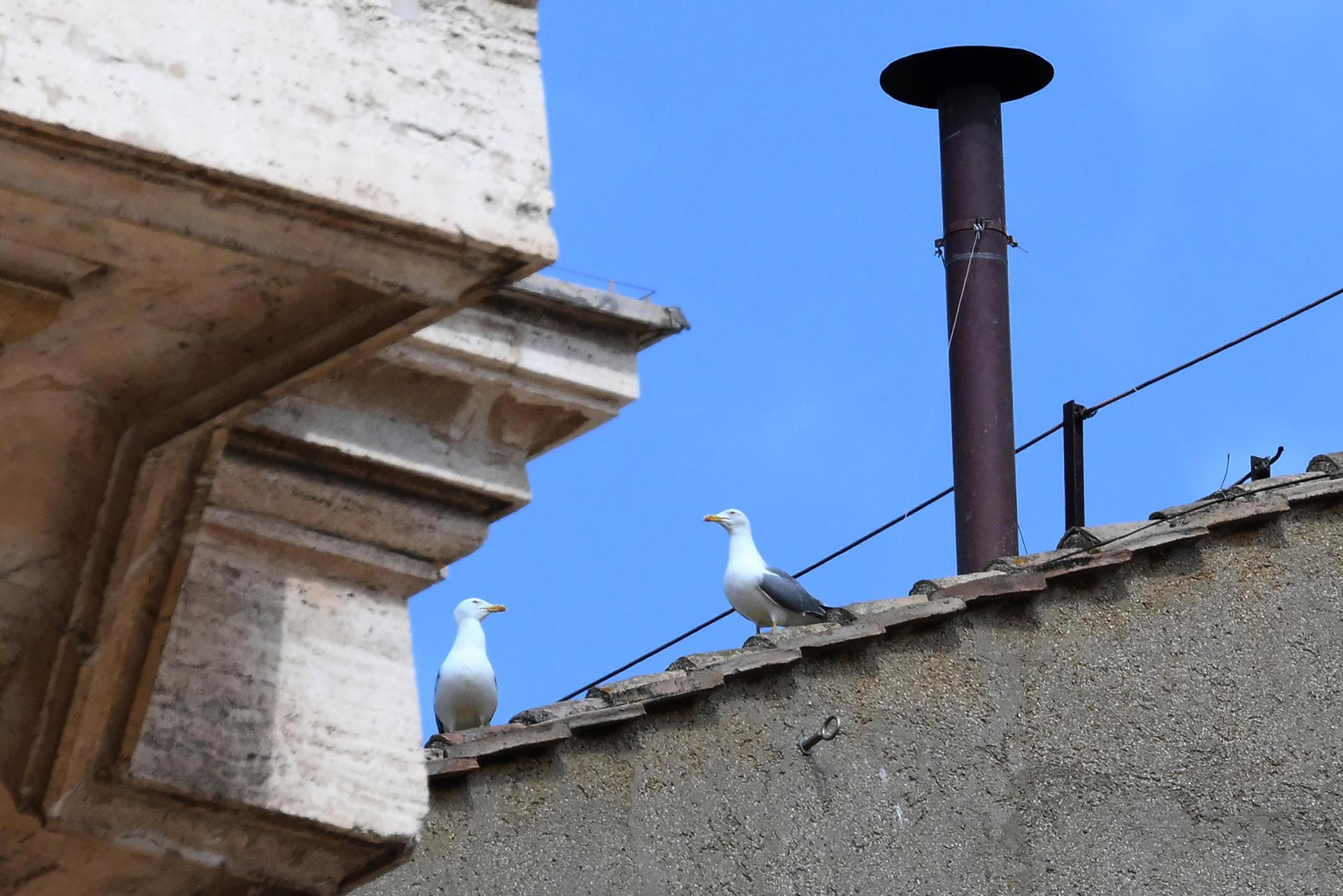 Dos gaviotas al lado de la chimenea de la Capilla Sixtina en el segundo día del cónclave para elegir un nuevo papa en la Ciudad del Vaticano, el 8 de mayo de 2025. EFE/EPA/ETTORE FERRARI