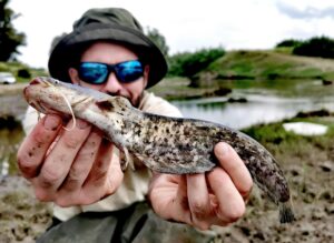 Un equipo científico de la Estación Biológica de Doñana (EBD-CSIC) ha constado que el siluro, uno de los mayores peces de agua dulce que existen en el mundo, se está reproduciendo en el Bajo Guadalquivir poniendo en riesgo a los ecosistemas acuáticos de esta zona, incluyendo los Doñana.EFE/Sergio Bedmar (EBD-CSIC)//SOLO USO EDITORIAL/SOLO DISPONIBLE PARA ILUSTRAR LA NOTICIA QUE ACOMPAÑA (CRÉDITO OBLIGATORIO)//