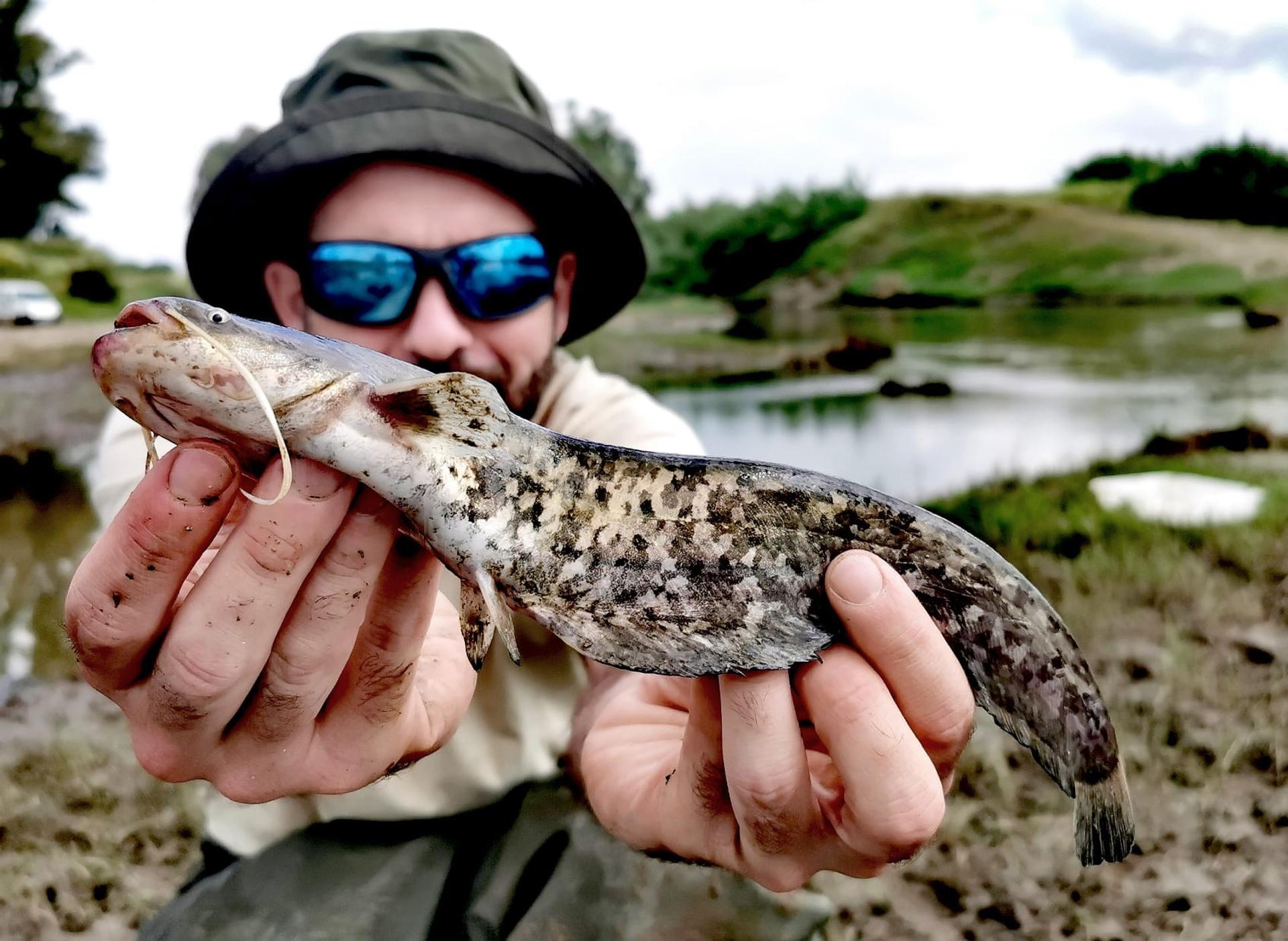 Un equipo científico de la Estación Biológica de Doñana (EBD-CSIC) ha constado que el siluro, uno de los mayores peces de agua dulce que existen en el mundo, se está reproduciendo en el Bajo Guadalquivir poniendo en riesgo a los ecosistemas acuáticos de esta zona, incluyendo los Doñana.EFE/Sergio Bedmar (EBD-CSIC)//SOLO USO EDITORIAL/SOLO DISPONIBLE PARA ILUSTRAR LA NOTICIA QUE ACOMPAÑA (CRÉDITO OBLIGATORIO)//