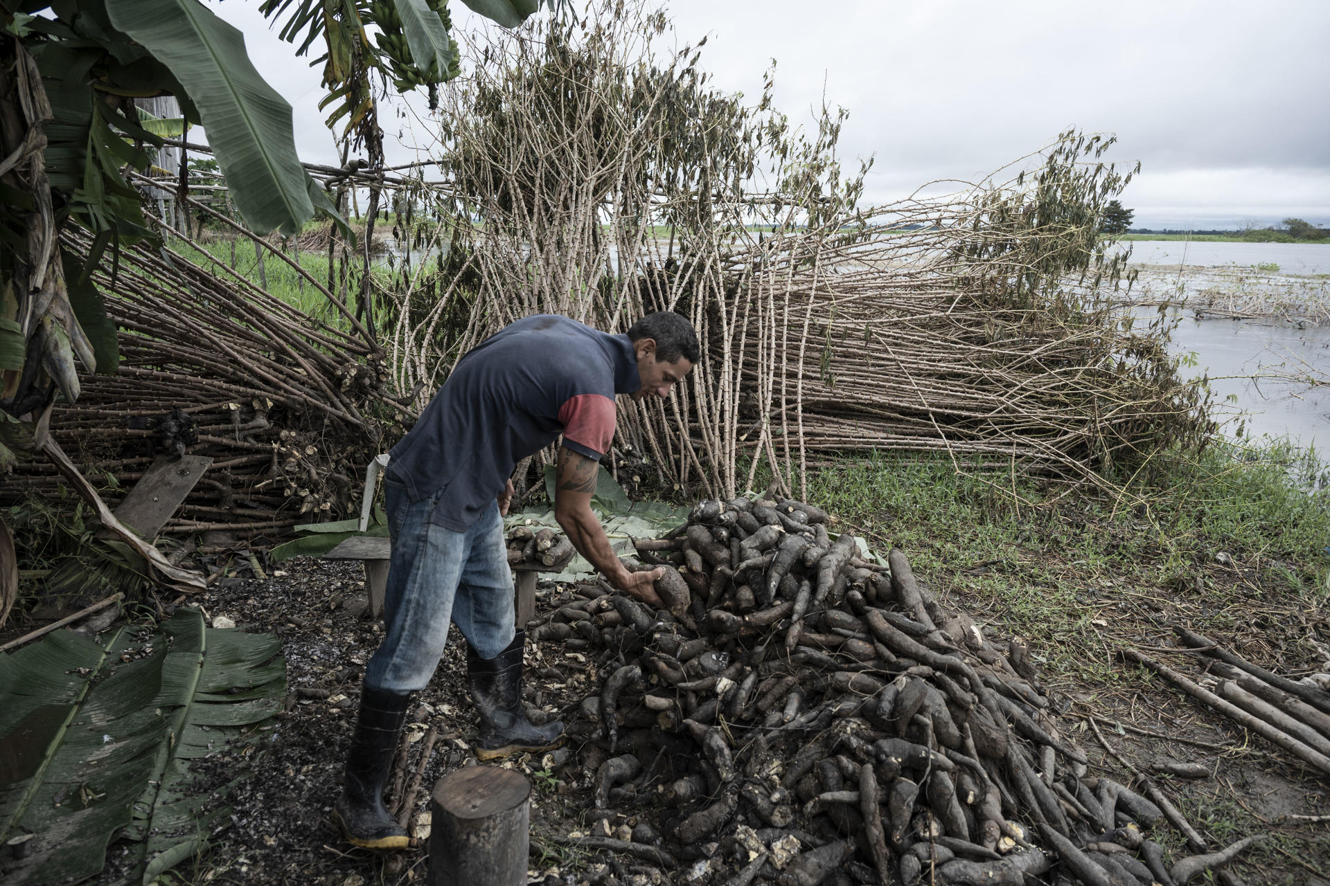 El agricultor Tony Gomes de Oliveira, de 31 años, muestra yuca perdida debido a la rápida subida de las aguas del río Solimões, en la ciudad de Manacapuru (Brasil). EFE/ Raphael Alves