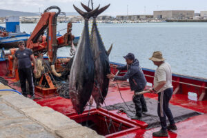 Imagen del pasado 21 de abril en la que la empresa Gadira desembarca en Barbate (Cádiz) atunes de la localidad gaditana de Conil. EFE/Román Ríos