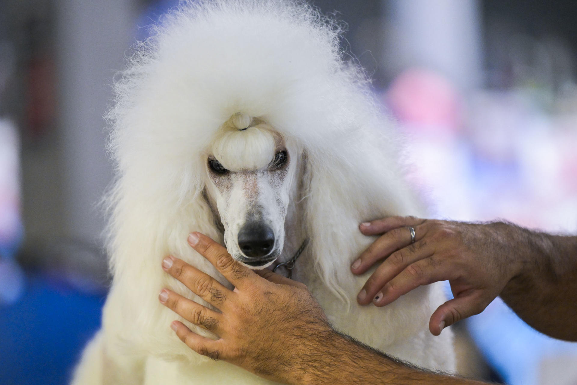 Fotografía de un momento de la exposición canina que se celebró el año pasado en Ciudad Real. EFE/Jesús Monroy