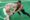 El base de Celtics Payton Pritchard (i) esconde el balón del base de los Knicks Josh Hart (d) este lunes, durante el partido en Boston que ganaron los de Nueva York por 105-108 y que les pone en ventaja por 0-1 en las semifinales del Este de la NBA. EFE/EPA/CJ GUNTHER
