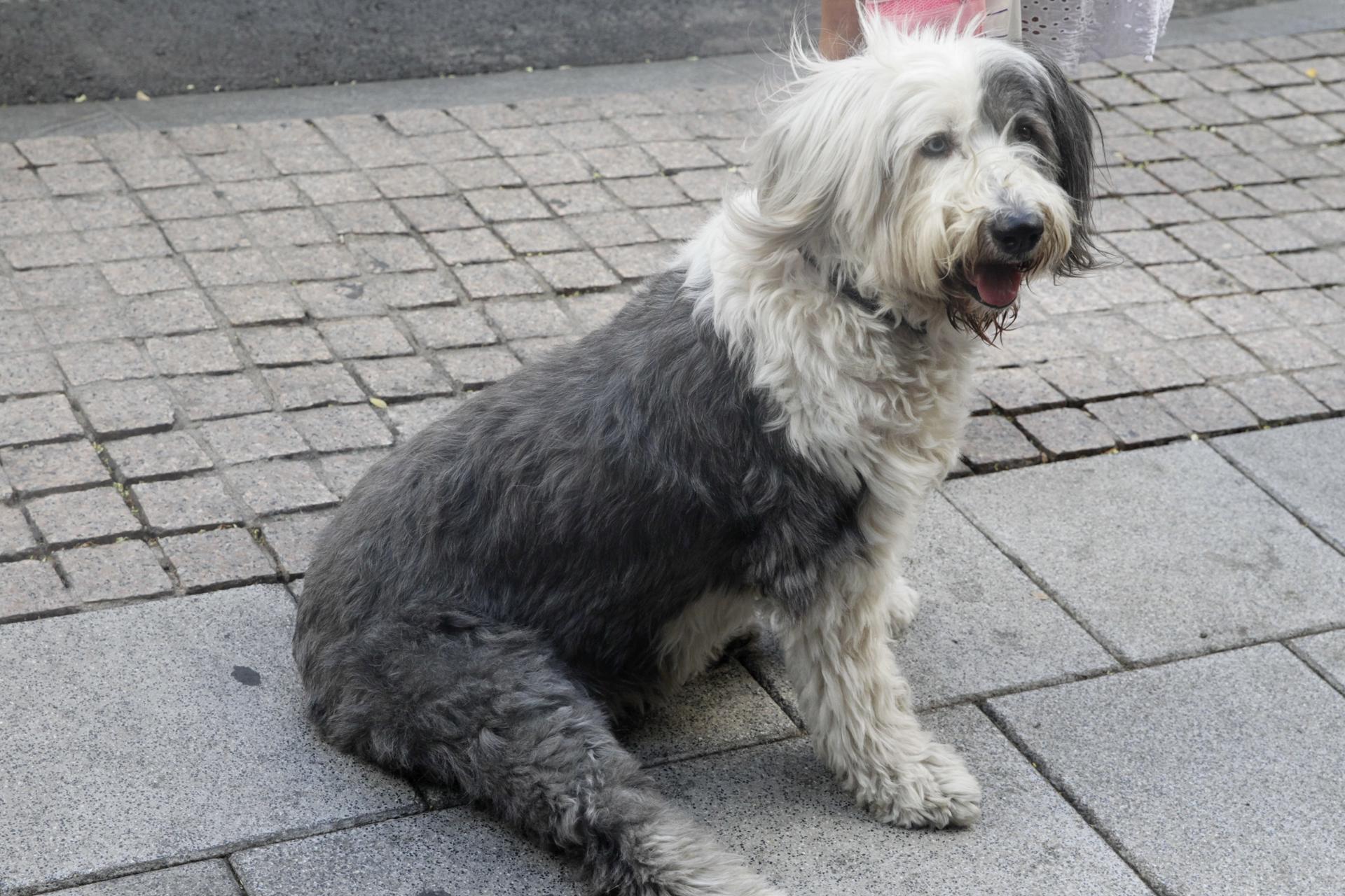 El curso de tenencia de perros al que obliga la Ley de Bienestar Animal de 2023 y que sigue sin estar regulado saldrá a exposición pública en las próximas semanas, se exigirá solo a nuevos propietarios y podrá hacerse por internet, desde una plataforma que desarrollará el Ministerio de Derechos Sociales. EFE//Marcel Guinot